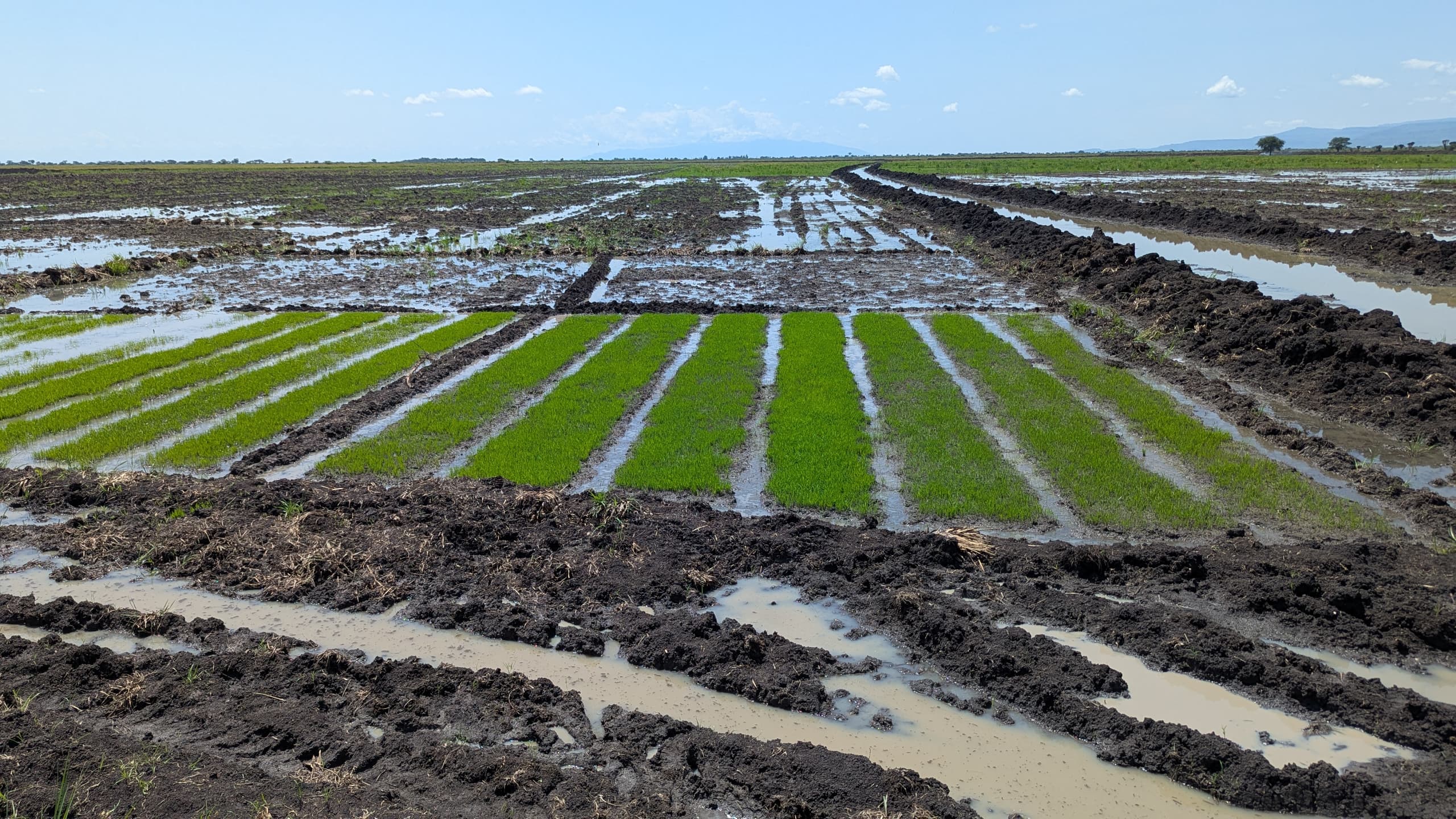 Sironko Rice and Vegetables Cooperative
