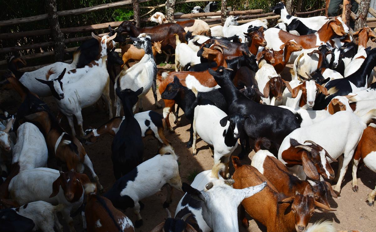 Youth Goat Farming Initiative